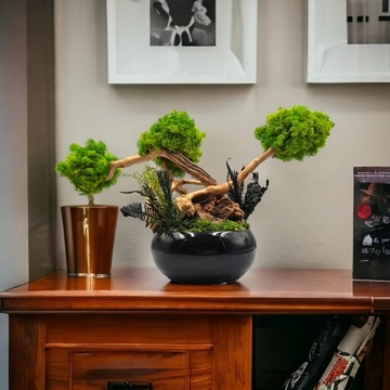 Drzewko z mchu chrobotek BONSAI SPA czarna misa BEZ PODLEWANIA egzotyczne