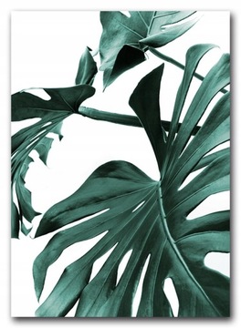LIŚCIE MONSTERA Plakat bez ramy B2 50x70 #138