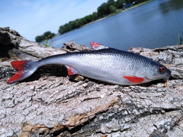 SEWRO CUSTOM PŁOĆ 19,5cm naturalny ogon