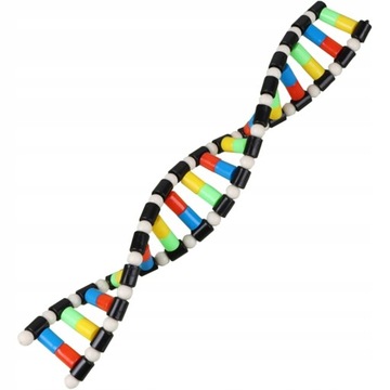 Pasuje do dzieci Double Helix DNA Model Strand