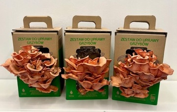 Вешенка розовая ГРИБЫ ДЛЯ ВЫРАЩИВАНИЯ готовый набор