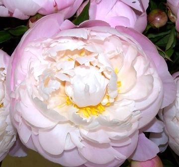 Piwonia Paeonia VOGUE piwonia chińska SADZONKA