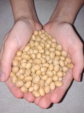 Семена сои, зерно