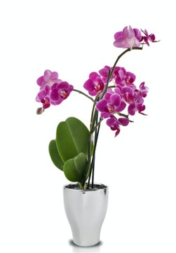 СЕРЕБРЯНАЯ КЕРАМИЧЕСКАЯ КРЫШКА ДЛЯ ОРХИДЕИ