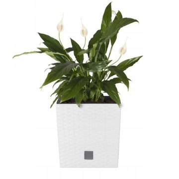 БОЛЬШОЙ УЛИЧНЫЙ ЦВЕТОЧНЫЙ ЦВЕТОК ИЗ РОТЕГА, БЕЛЫЙ, С КРЫШКОЙ ДЛЯ ТЕРРАСЫ