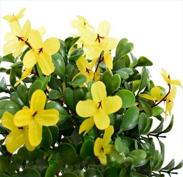 САМШИТ БОЛЬША ТОЛСТАЯ ЧЕРНИКА ПАСХАЛЬНЫЙ ПИК 20 СМ