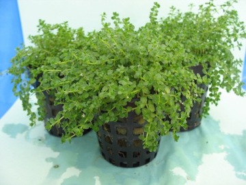 == 6== шт КОРЗИНКИ Аквариумные растения для аквариума имеют этикетки с названиями.