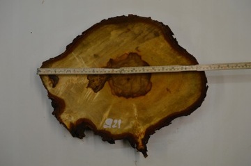 Большой выбор ломтиков каштана с капом 43х33гр4см