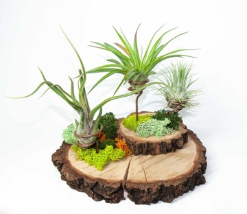 Мох Олений Хроботек для декора 25г