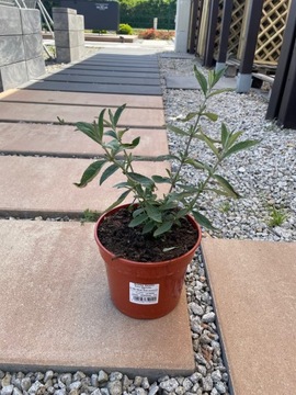 Budleja Davidii Prince Charming - Budleja C3