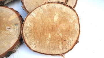 СРЕЗ ДЕРЕВА, ШТАМП БЕРЕЗА 18-22СМ, 1 ШТ.