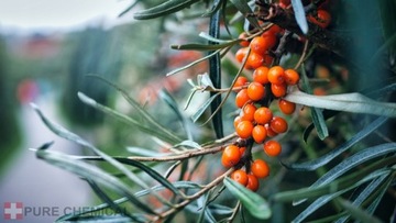 МАСЛО МОРСКОГО СУКА ХОЛОДНОГО ОТЖИМА, НЕРАФИНИРОВАННОЕ 100мл