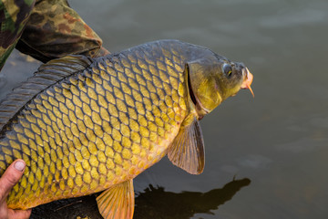 Кормушка osmo pro метод темная гранула 2мм 1кг прикормка