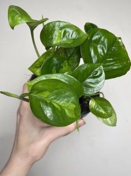 Epipremnum Global Green Nowa kolekcjonerska odmina