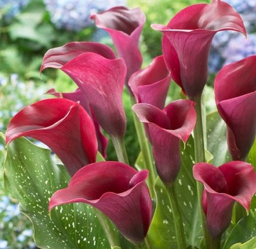 Kalia zantedeschia calla bordowa cebulki CAPTAIN RENO 3szt