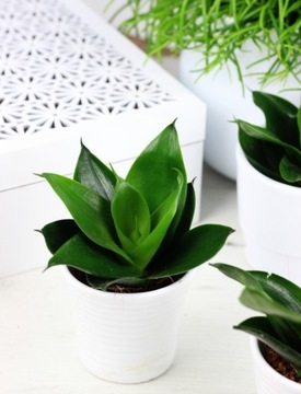 Sansewieria 'Hahnii Black' - ciemnolistna