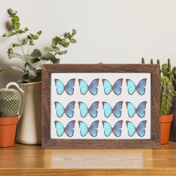 Pudełko na okazy owadów do terrarium