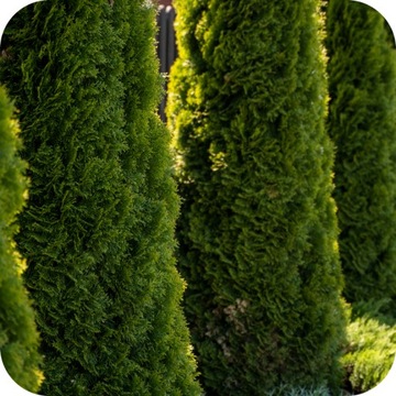 УДОБРЕНИЕ ДЛЯ ХВОЙНЫХ ROSAFERT 25кг NPK 12/12/17 ГРАНУЛЯТЫ ДЛЯ ХВОЙНЫХ TJE THUJE