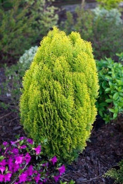 Tuja thuja AUREA NANA złociste igły SADZONKA