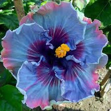 100 szt. Mieszanie kolorów nasion hibiskusa B