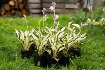 FUNKIA HOSTA FIRE AND ICE sadzonki do ogrodu