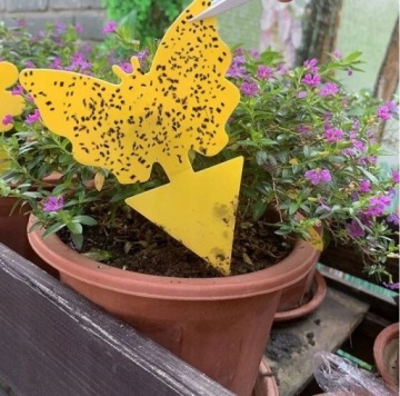 ПАП ДЛЯ ТЕПЛИЧНЫХ ГОРШКОВ ОТ ТЛИ, НАЗЕМНЫХ КРУЖЕК, МУРАВЕЙ, МУРАВЬЕВ, 12 ШТ.