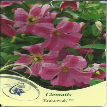 Clematis KRAKOWIAK PBR (PINK MINK) Grupa Viticella