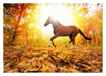 Fototapeta 3D koń słońce las 152x104 F00221