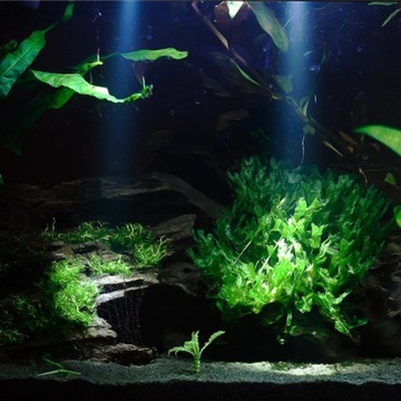 LAMPA PUNKTOWA DO OGORDU OCZKA WODNEGO TERRARIUM AKAWARIUM LED 3 SZTUKI
