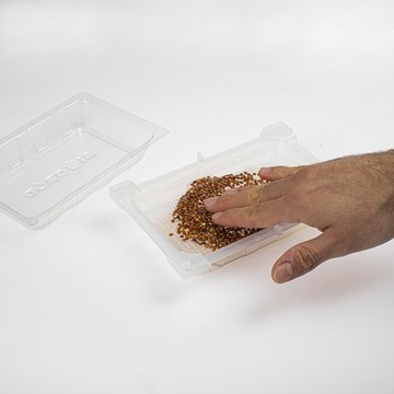 Росток зеленой головки + семена редиса