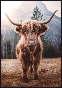 KROWA SZKOCKA - PLAKAT 50 x 70 cm