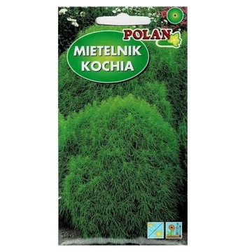 MIETELNIK - KOCHIA - CZERWONA TRAWA nasiona 2g