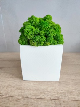 Деревянный вазон с мхом ПРЕМИУМ