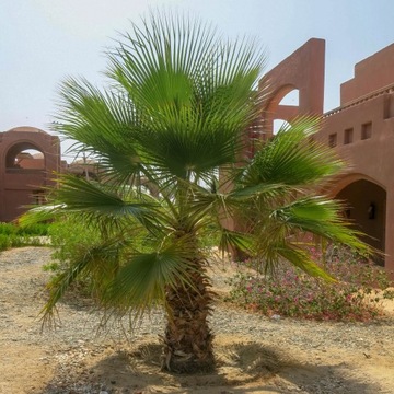 Chamaerops Humilis Экзотическая зеленая пальма в вашем саду