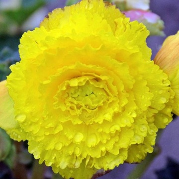 Begonia fimbriata strzępiasta żółta 1 szt.