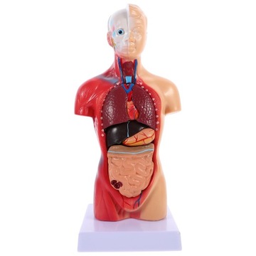 Manekin Anatomia Narządów Model Rysunek Dziecko