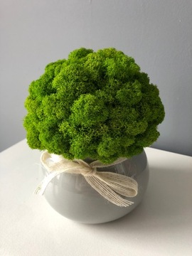 Хроботек в горшке украшение ПОДАРОК ​​ДЛЯ ДОМА