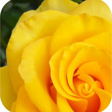 ФруктоВит Удобрение для роз, цветущих растений, цветов, кустарников, 1,2 кг, универсальное