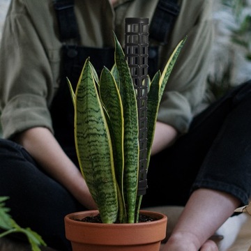 Угольные растения Монстера Столбы Мох Сфагнум