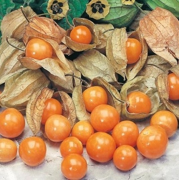 RODZYNEK BRAZYLIJSKI – JAGODA INDYJSKA (PHYSALIS PERUVIANA) 100 NASION