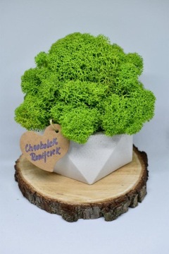 Деревенский лес в геометрическом бетонном горшке