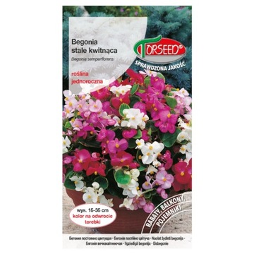 Begonia biała stale kwitnąca NASIONA TORSEED