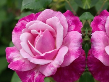 Róża wielkokwiatowa Rosa 'Różowa Szalkowata'