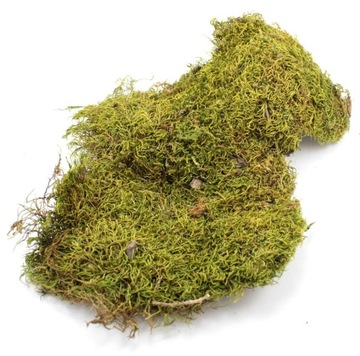 NATURALNY MECH DEKORACYJNY wysuszony zielony 85G