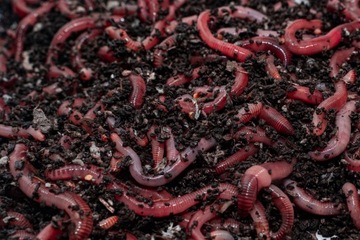 НАБОР КАНАДСКОЕ БЛЮДО 50 ШТ ДЛЯ БОЛЬШОГО СОМА