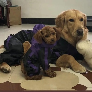 Водонепроницаемый плащ для собак Оксфорд Одежда для собак Куртка Комбинезон для щенка Чихуахуа