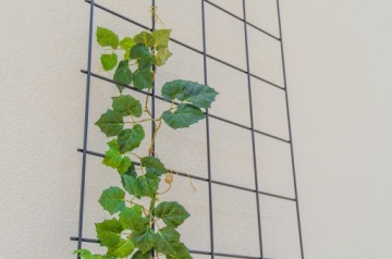 САДОВЫЙ ТРЮК ДЛЯ ЦВЕТОВ ДЛЯ ВЗЛЫТЫХ РАСТЕНИЙ 65х170