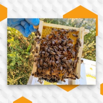 Пчелиная мать, оплодотворенная естественным путем Carnica Celle Breeding Mothers