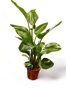 Strelitzia Nicolai Augusta Strelicja biała XXL D24cm WYS. 100cm GĘSTA