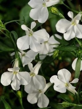 Lobelia zwisająca biała sadzonka
